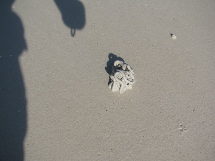 Kumsalda bu garip şeylerden var. Meğer içinde kurt varmış