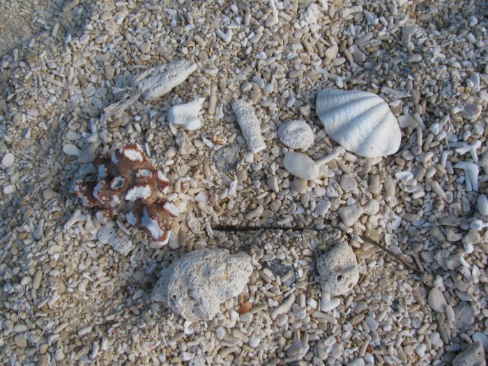 Plajda her yer deniz kabuğu