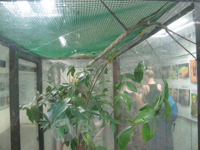 Fotoğraftaki böceği bakalım bulabilecek misiniz?