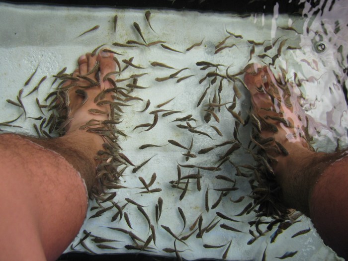 Kadın balıkların Türkiye'den geldiğini söyledi ama bilmiyorum ne derece doğru.