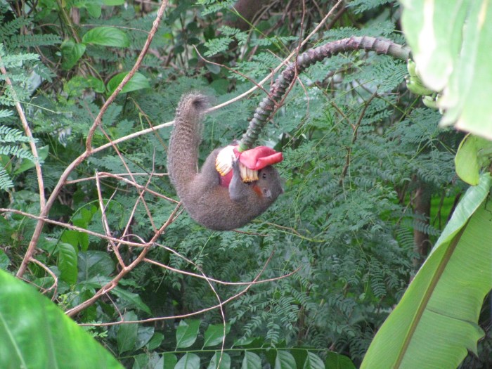 Biri muzu tırtıklıyor