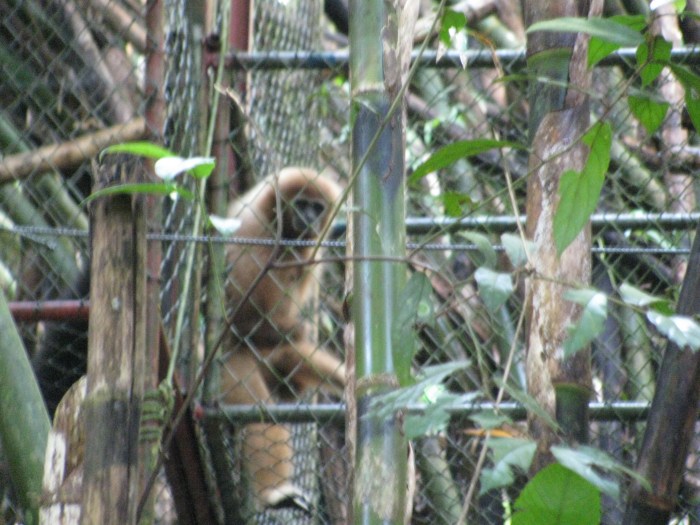 Rehabilite olan bir gibon