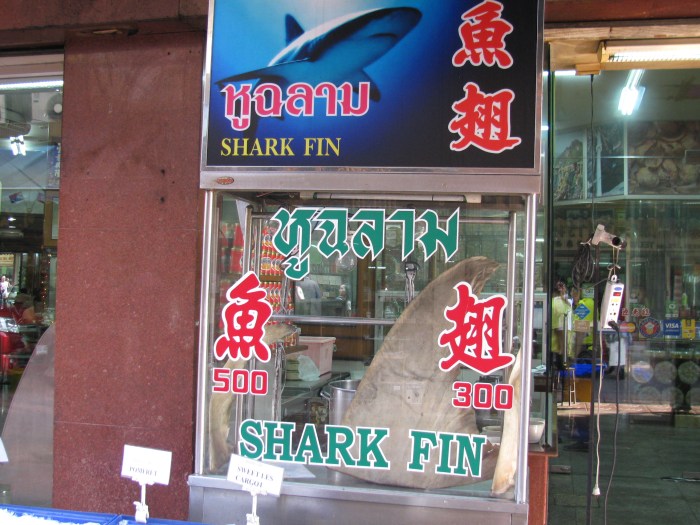 Köpek balığı yüzgeci