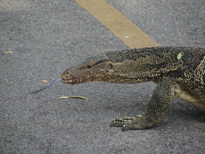 Pabuç kadar da dili var