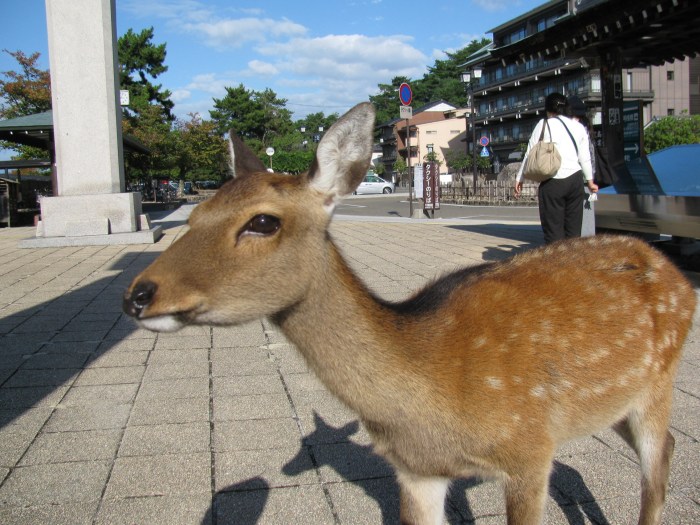 uğurlamaya gelen geyik