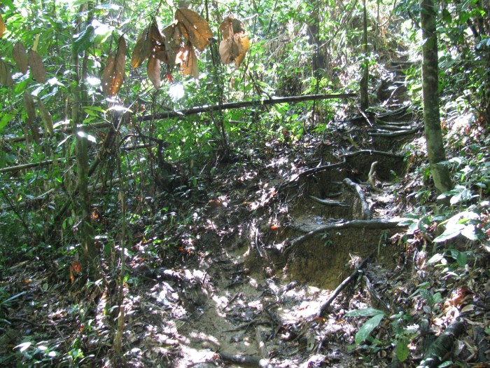 Tayland Phuket adasında yağmur ormanlarında yürüyüş yolu