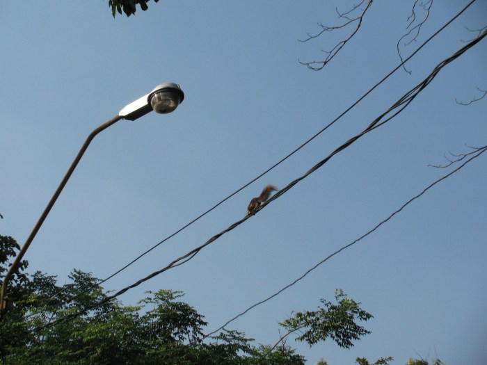 Tayland Bangkok'da hayvanların yolu