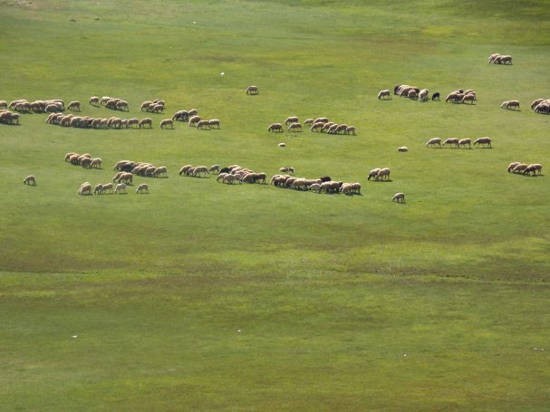 KODAK Digital Still Camera